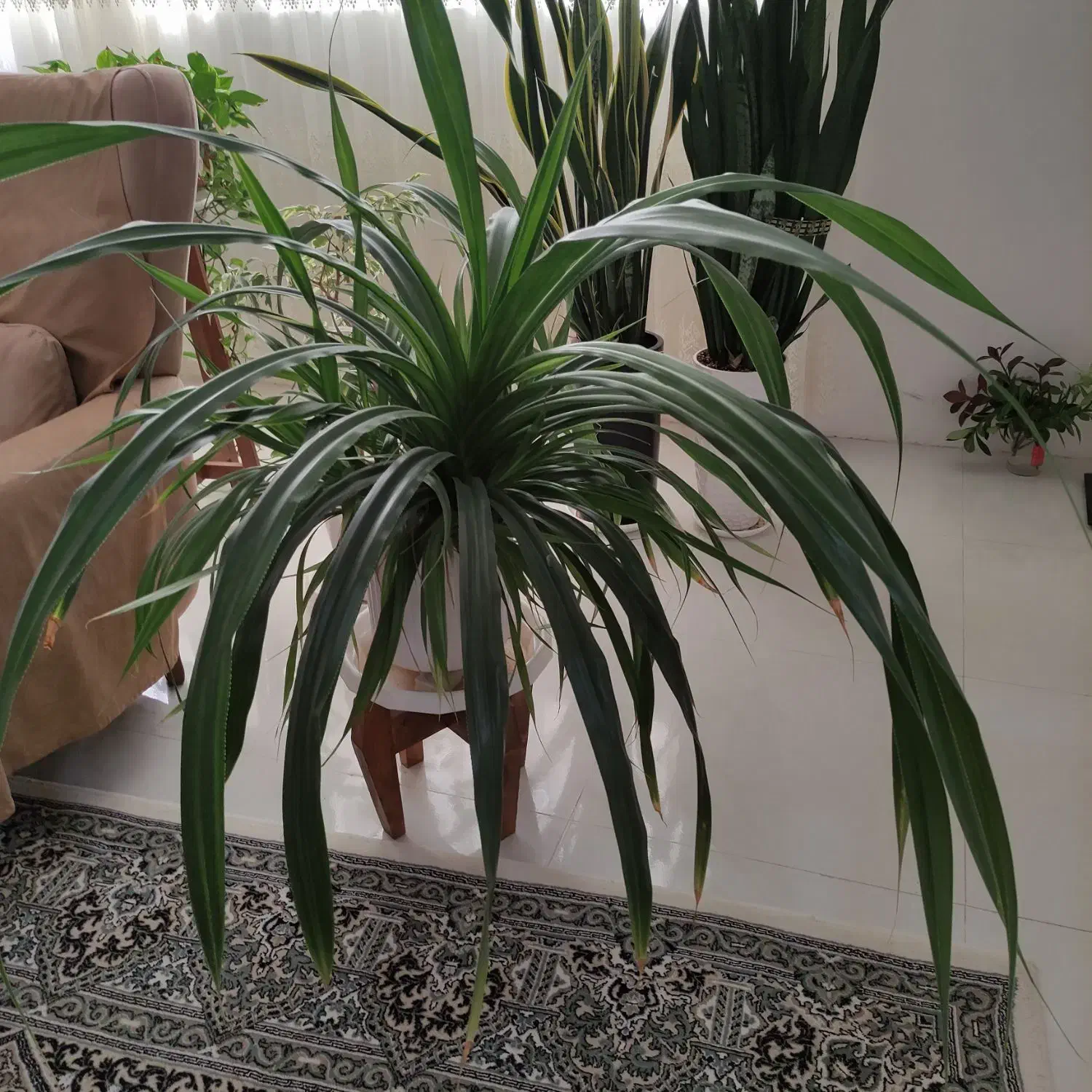 گل طبیعی همراه با گلدان|گل و گیاه طبیعی|بندرعباس, |دیوار