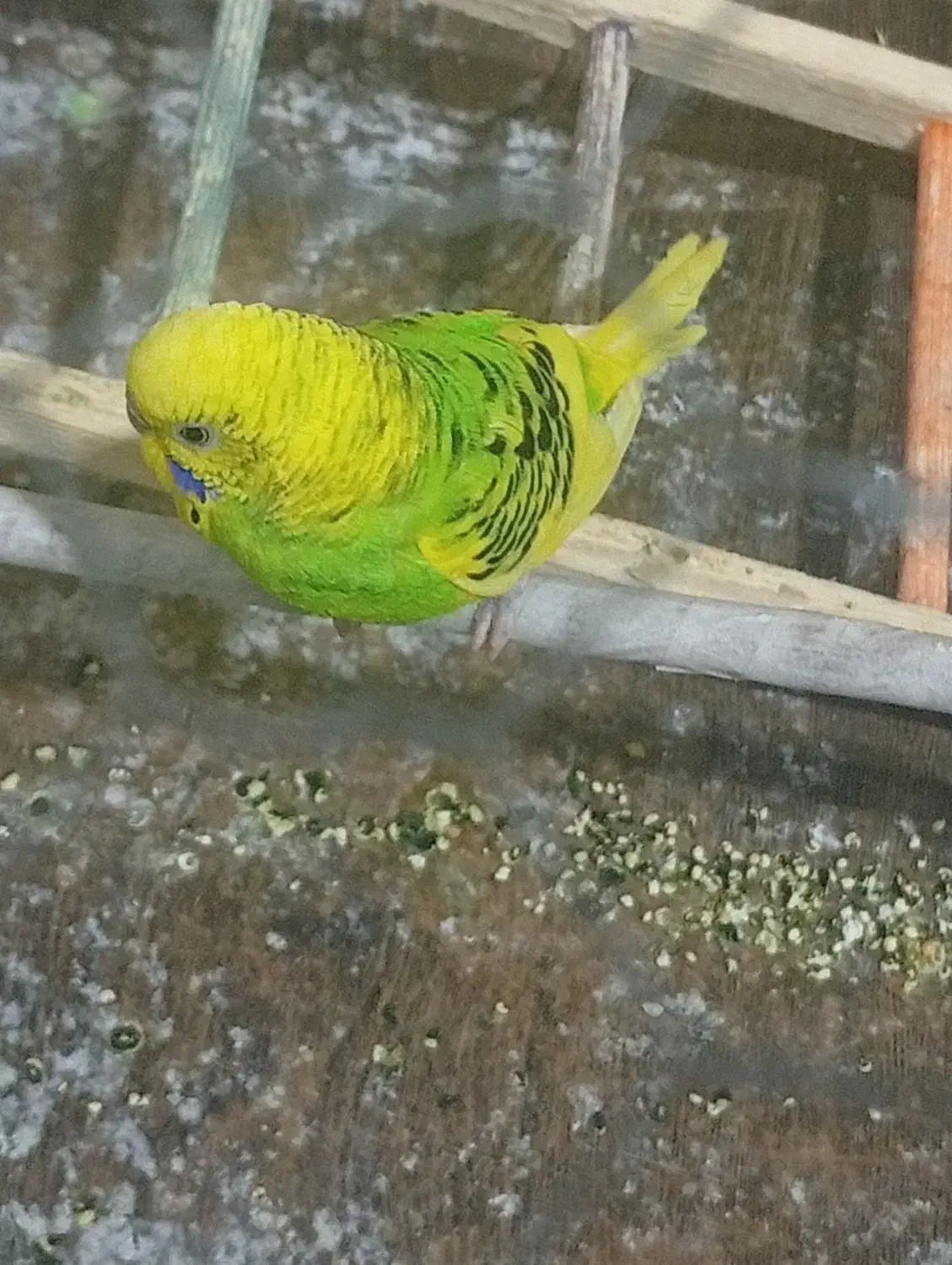 مرغ عشق|پرنده|ارم, |دیوار