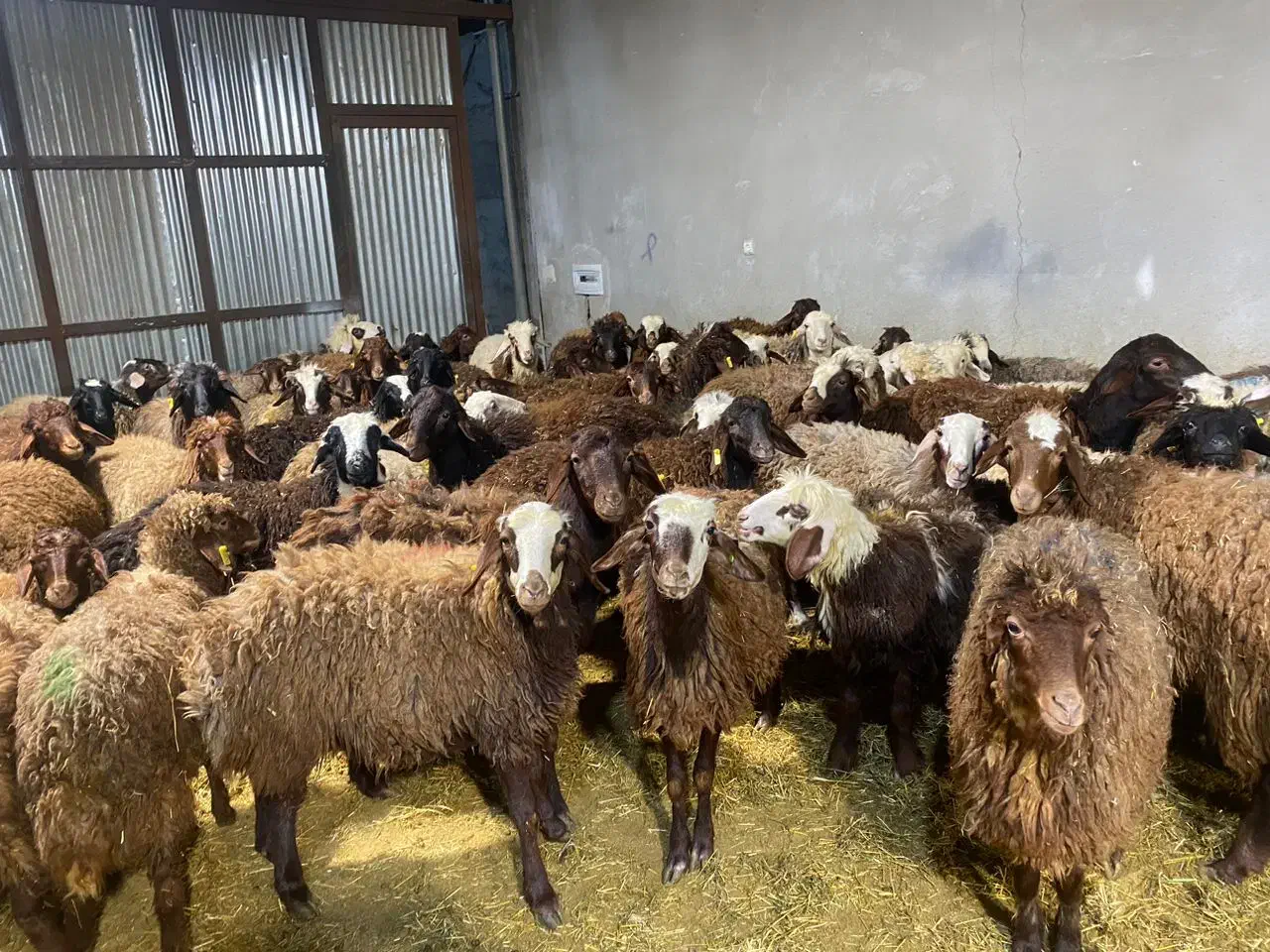 فروش بره افشار درجه یک|حیوانات مزرعه|اصفهان, جلوان|دیوار