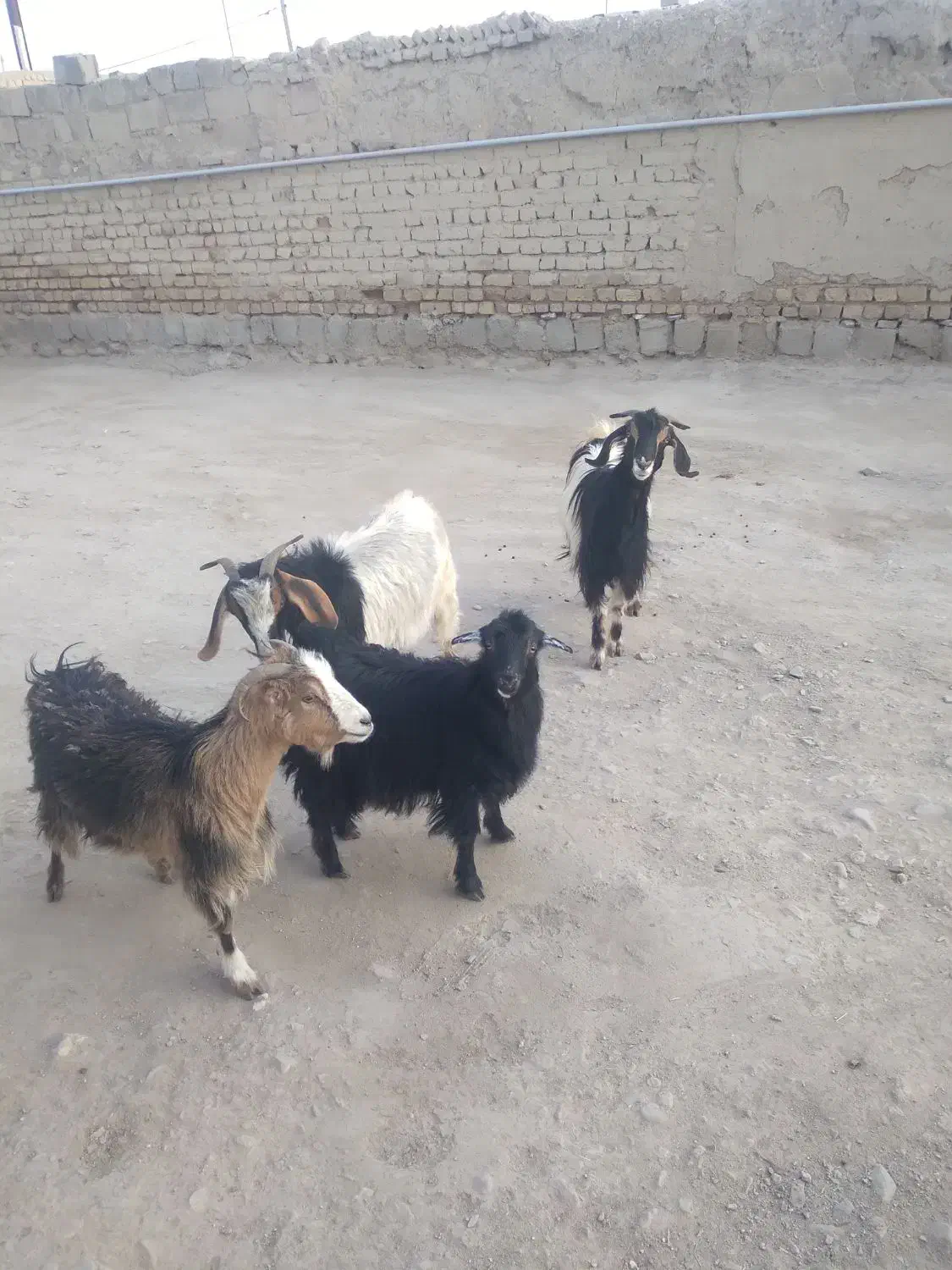 بزغاله  ماده|حیوانات مزرعه|کنگاور, |دیوار