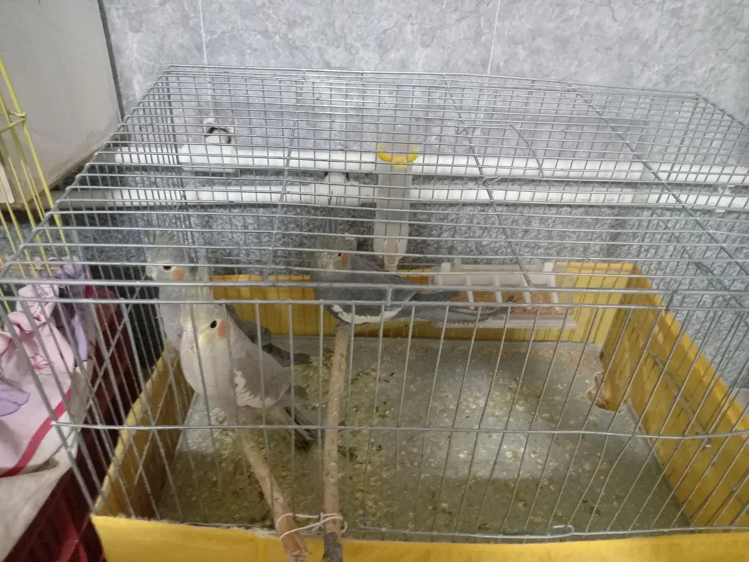 عروس هلندی|پرنده|تسوج, |دیوار