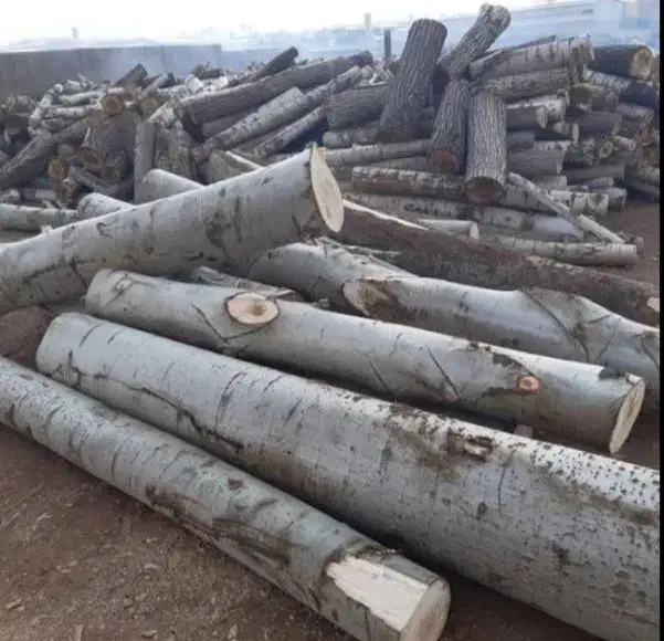 درخت حرض کاری درختان|خدمات باغبانی و درختکاری|خسروشاه, |دیوار