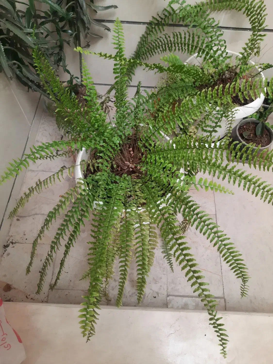 گل و گلدون با رشد عا لی|گل و گیاه طبیعی|قزوین, |دیوار