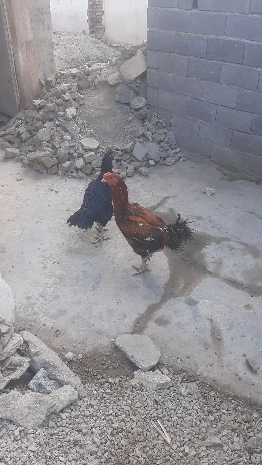 مرغ وخروس لاری|حیوانات مزرعه|آزادشهر, |دیوار