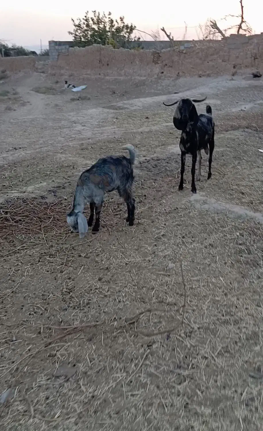 بز و بزغاله فروشی|حیوانات مزرعه|کاشمر, |دیوار