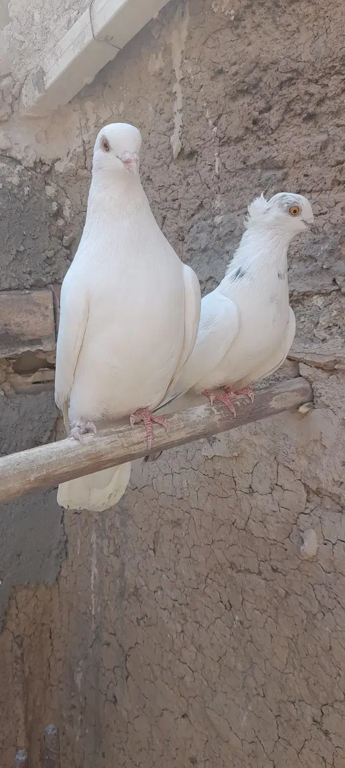 سفید چشم ونوک.سروردم سفید..سبز|پرنده|خمینی‌شهر, |دیوار