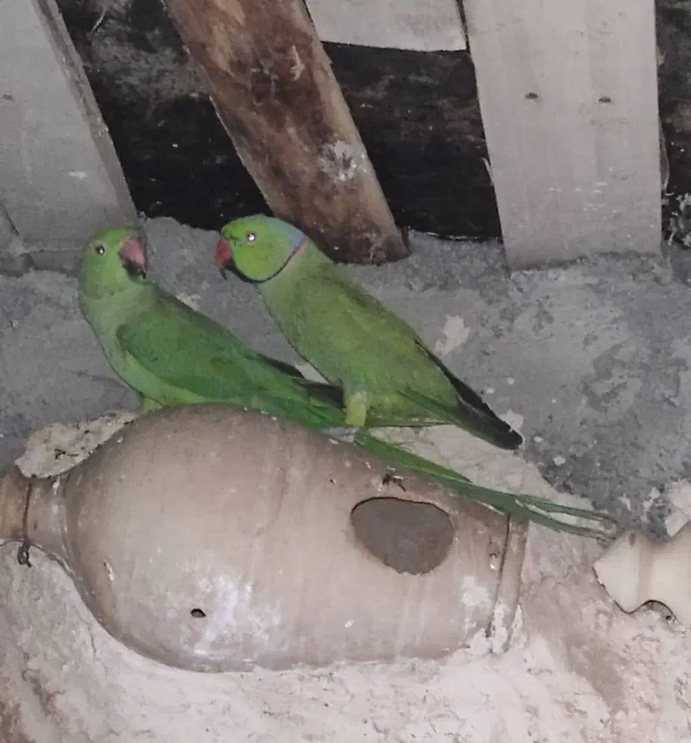 طوطی ملنگو|پرنده|ایرانشهر, |دیوار