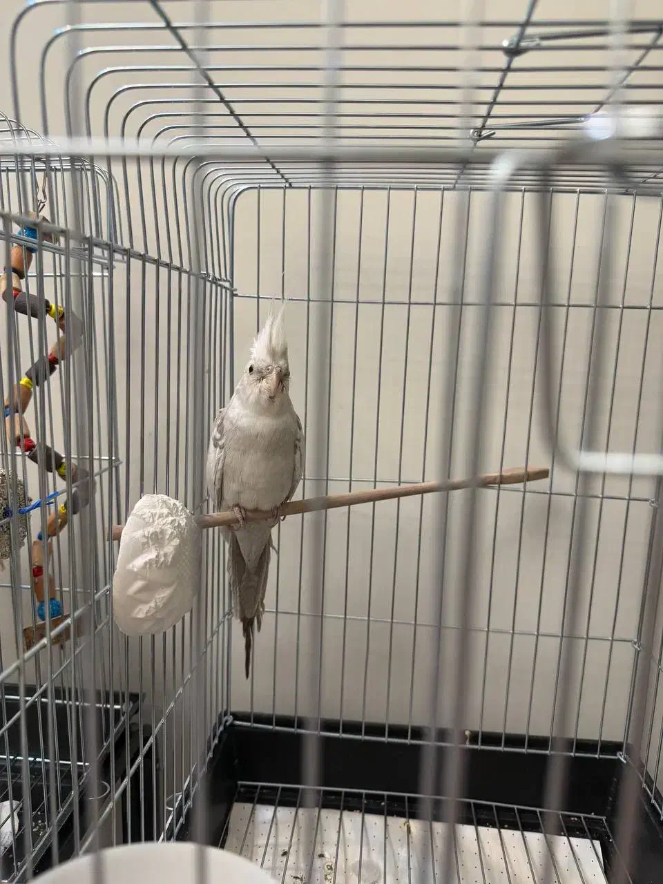 جوجه عروس هلندی آلبینو ابلغ|پرنده|تهران, سلیمانی|دیوار