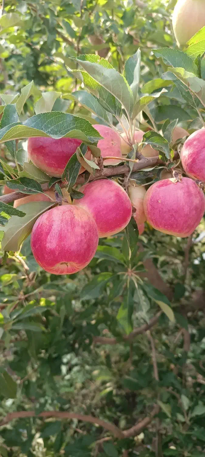نهالستان سبز گستر مهاباد|خدمات باغبانی و درختکاری|مهاباد (آذربایجان غربی), |دیوار