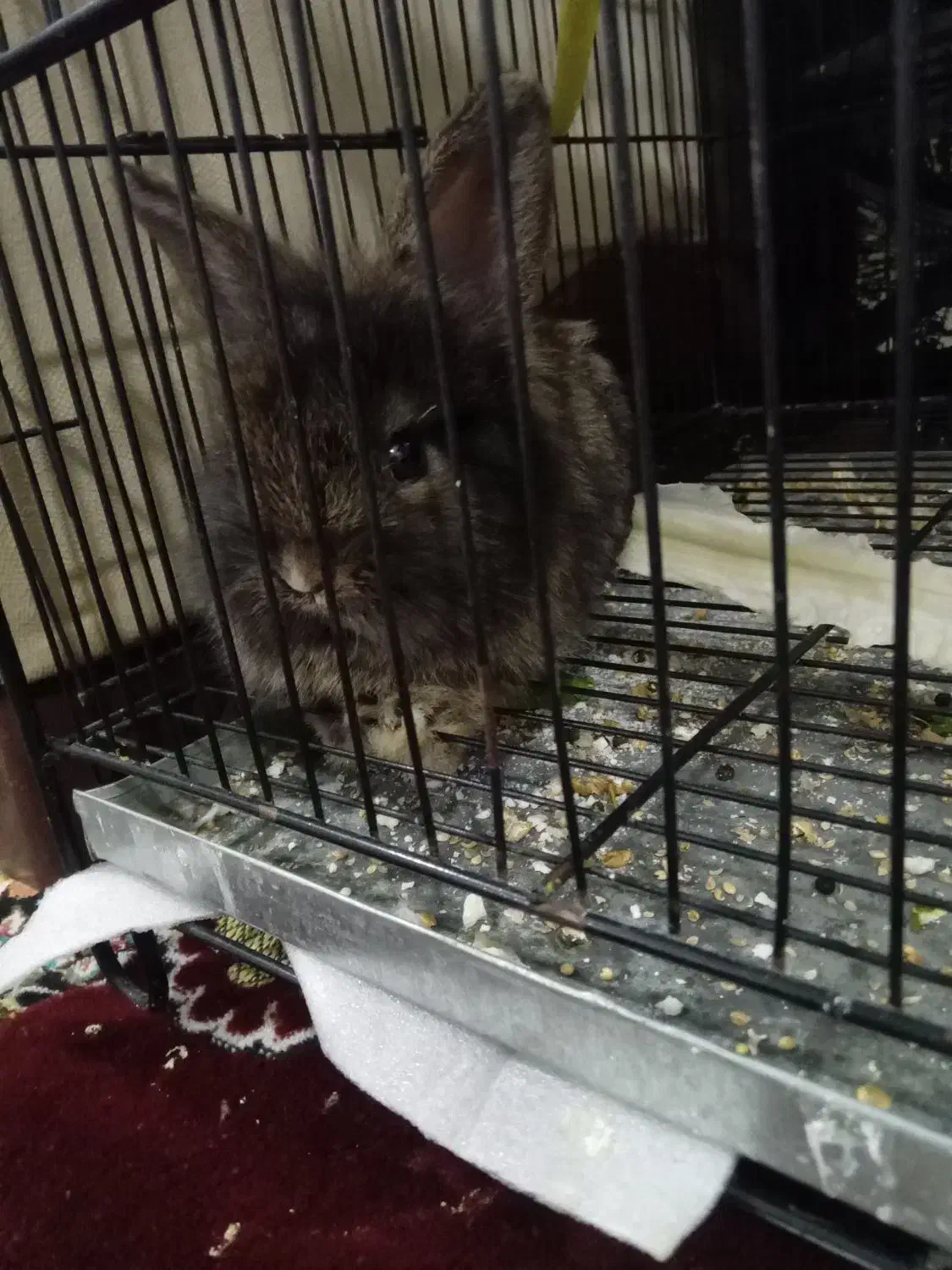 خرگوش|موش و خرگوش|نیشابور, ابراهیم ادهم|دیوار