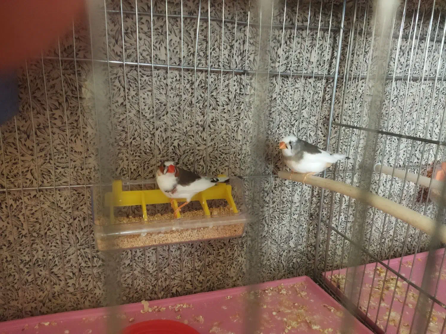 یک جفت فنچ مولد|پرنده|فولادشهر, A4|دیوار