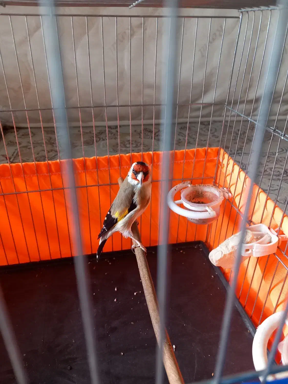 پرنده سهره|پرنده|ری, شهادت|دیوار