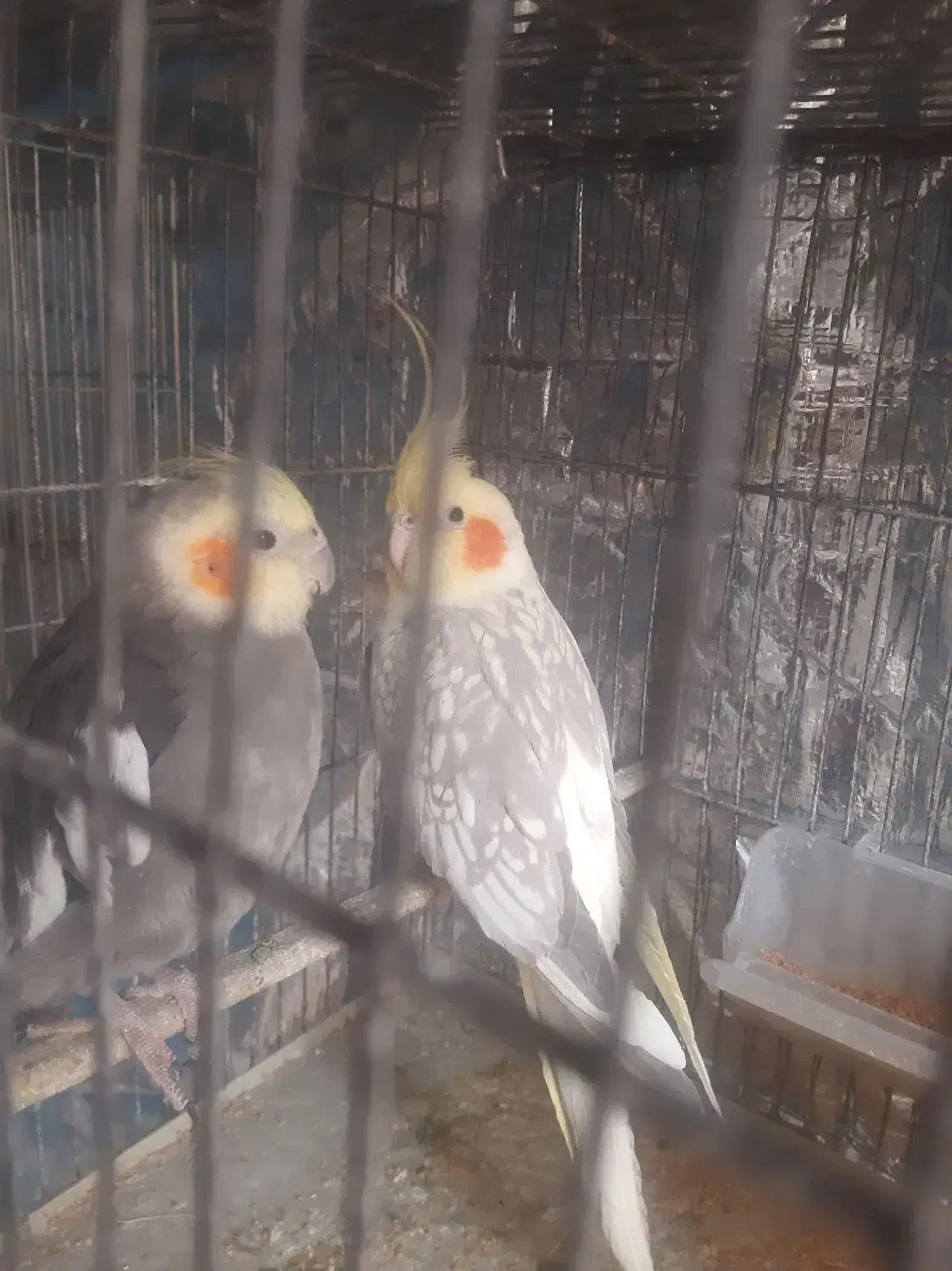 قناری نروماده|پرنده|مهدی شهر, |دیوار