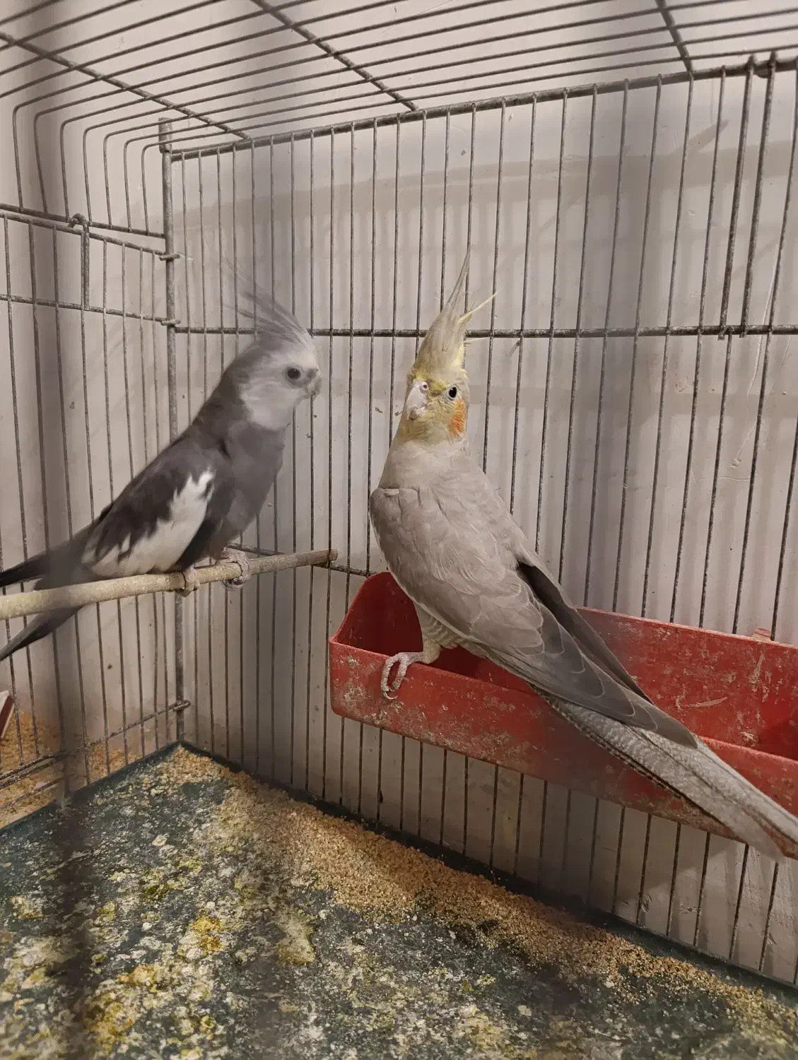 یک جفت عروس هلندی سخنگو|پرنده|سمنان, |دیوار