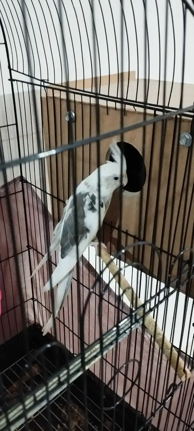 عروس هلندی نر دوکت آلبینو|پرنده|آزادشهر, |دیوار