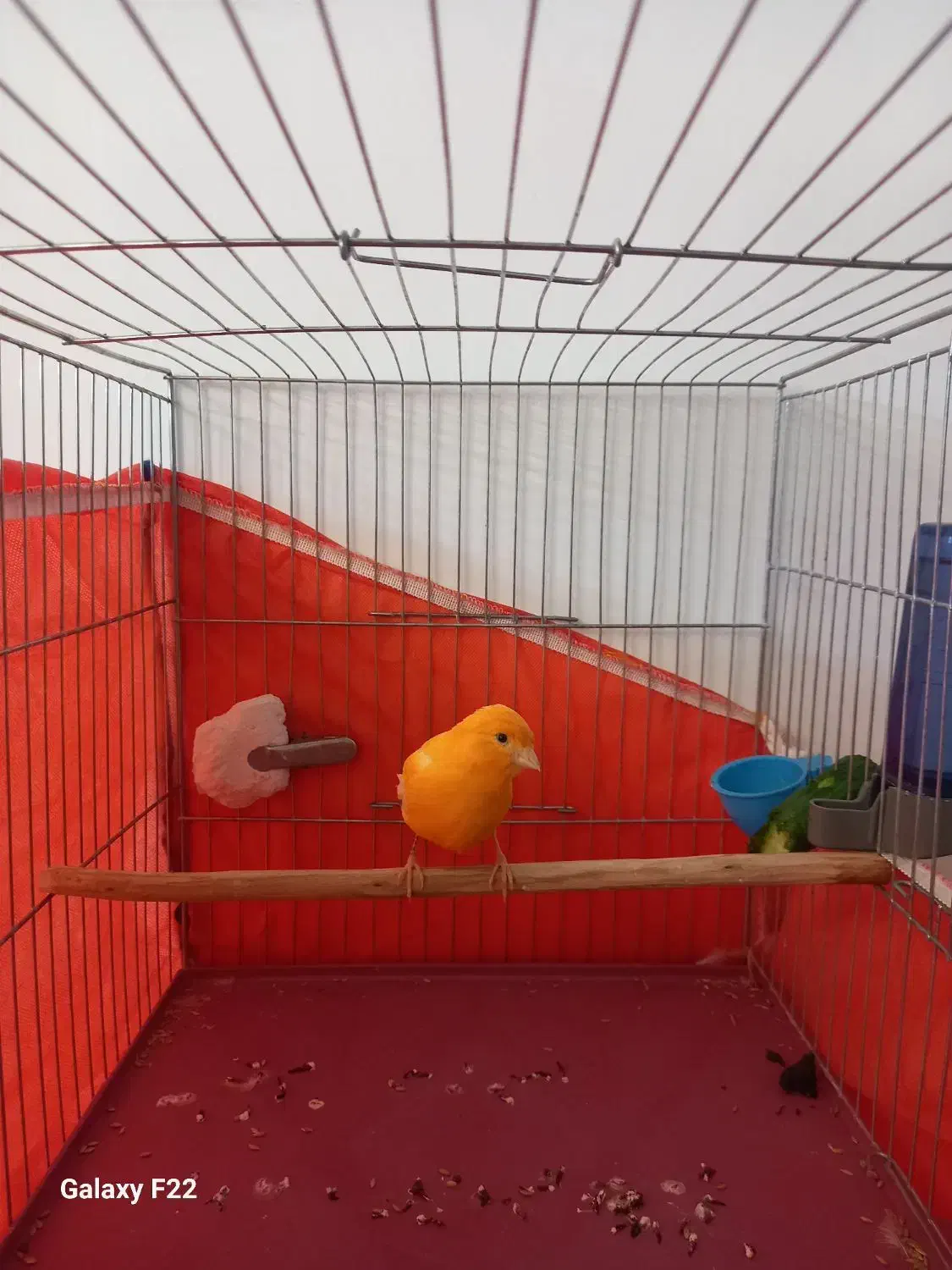 قناری نر پرتقالی|پرنده|هشتگرد, شهرک راه آهن|دیوار