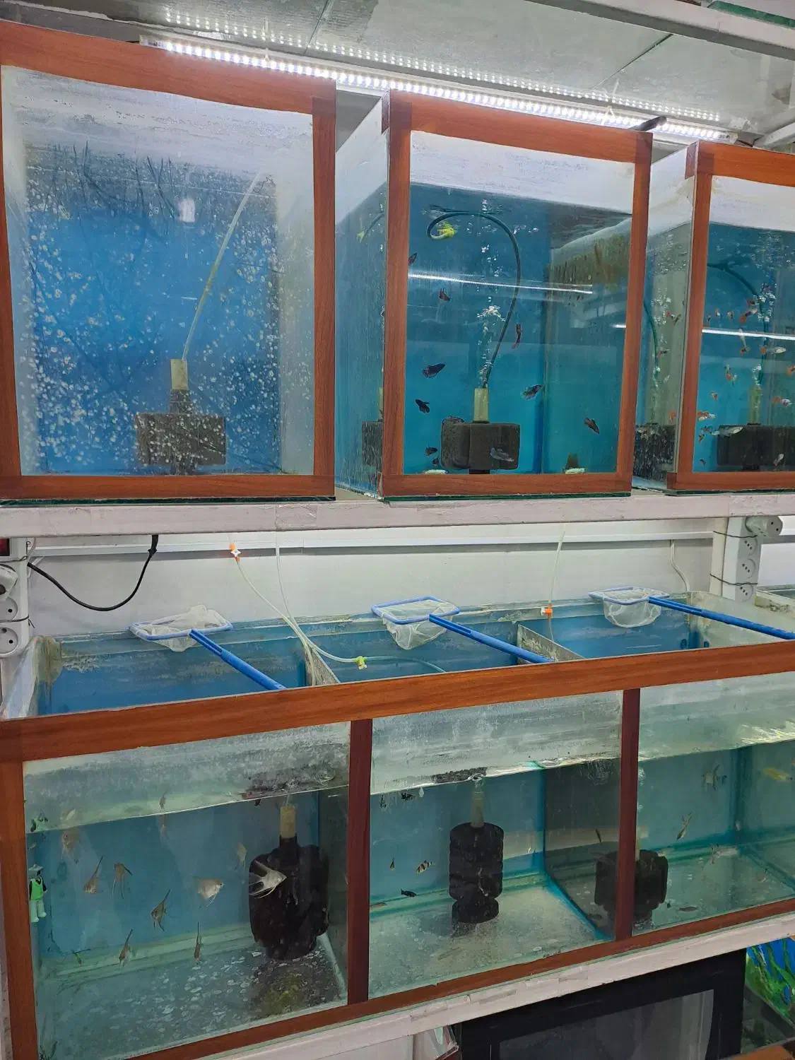 آکواریوم به همراه پایه|ماهی|عجب شیر, |دیوار