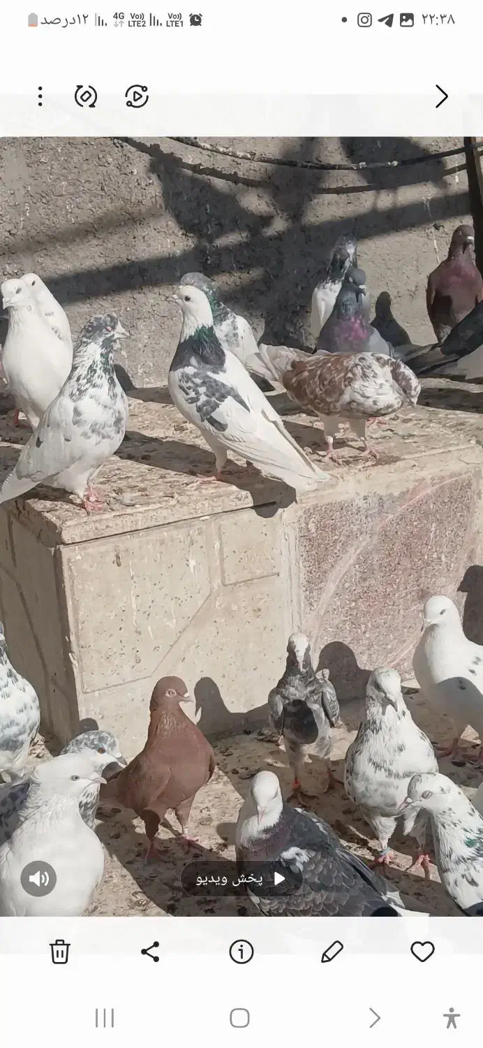 کبوتر|پرنده|ورامین, خورین|دیوار