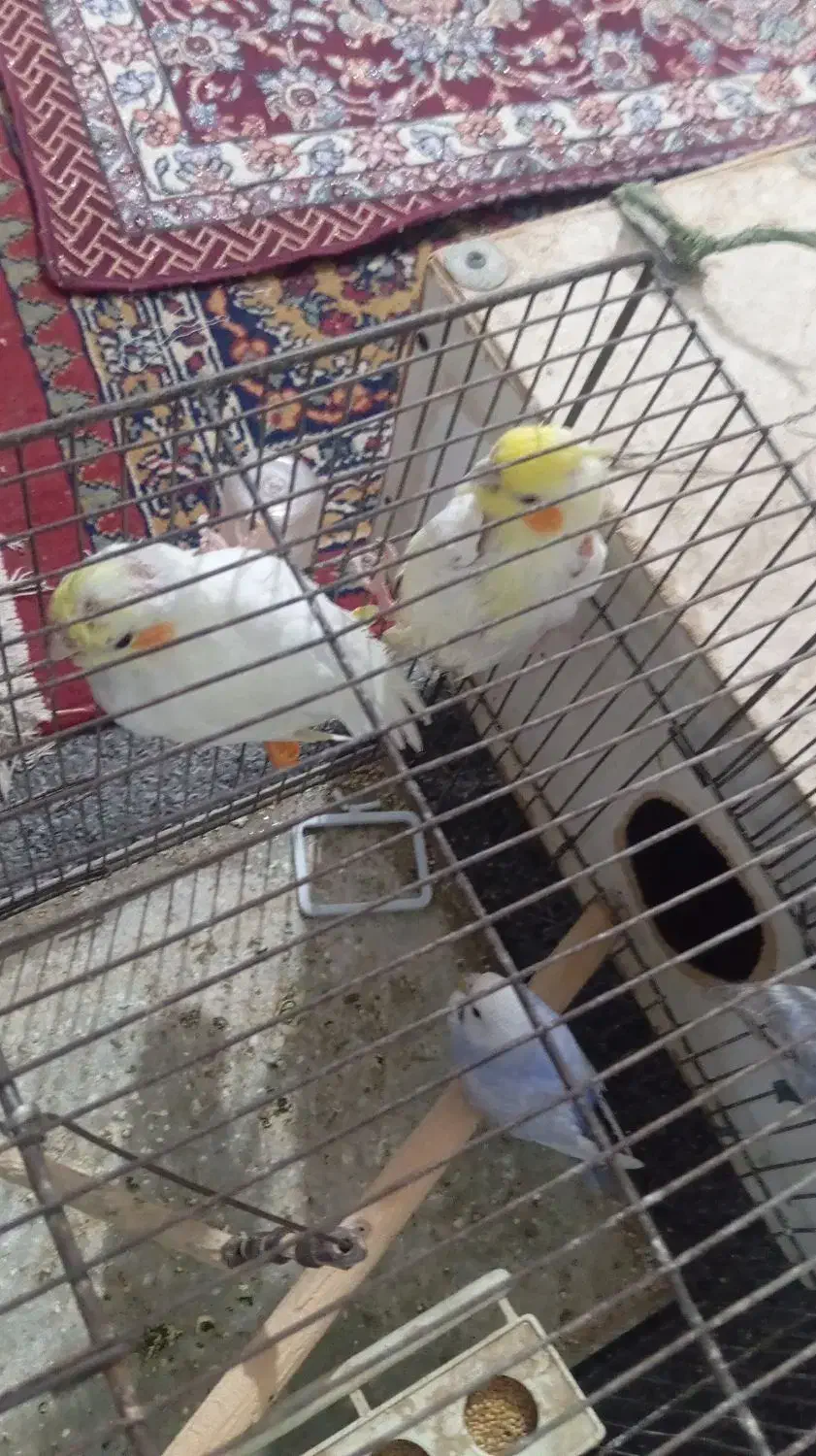 دوجفت پرنده|پرنده|شادگان, |دیوار