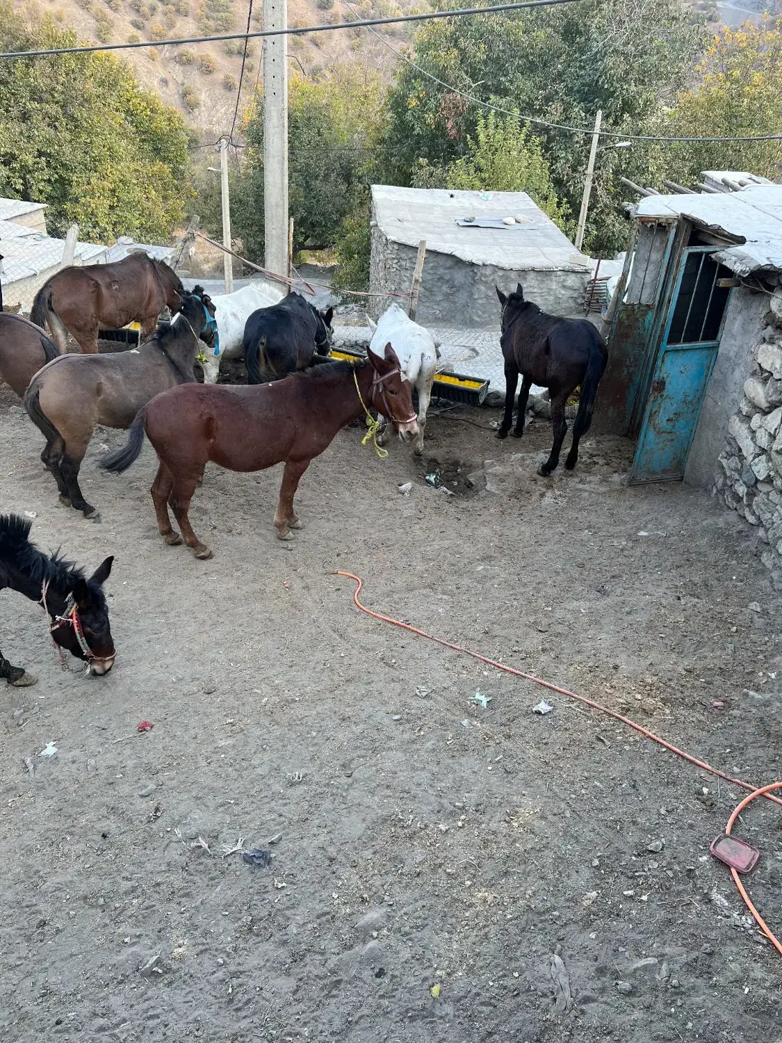 قاطر|حیوانات مزرعه|آرمرده, |دیوار