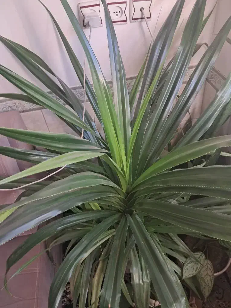 گل جوان|گل و گیاه طبیعی|بانه, |دیوار