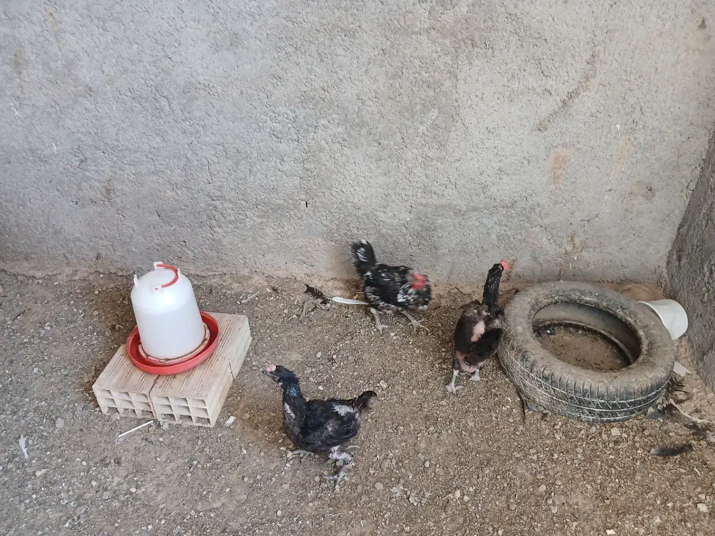 مرغ رسمی|حیوانات مزرعه|یزد, |دیوار