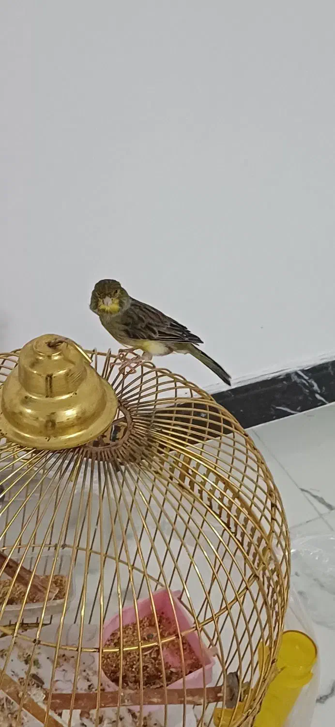 قناری سینه زرد|پرنده|آستانه اشرفیه, |دیوار