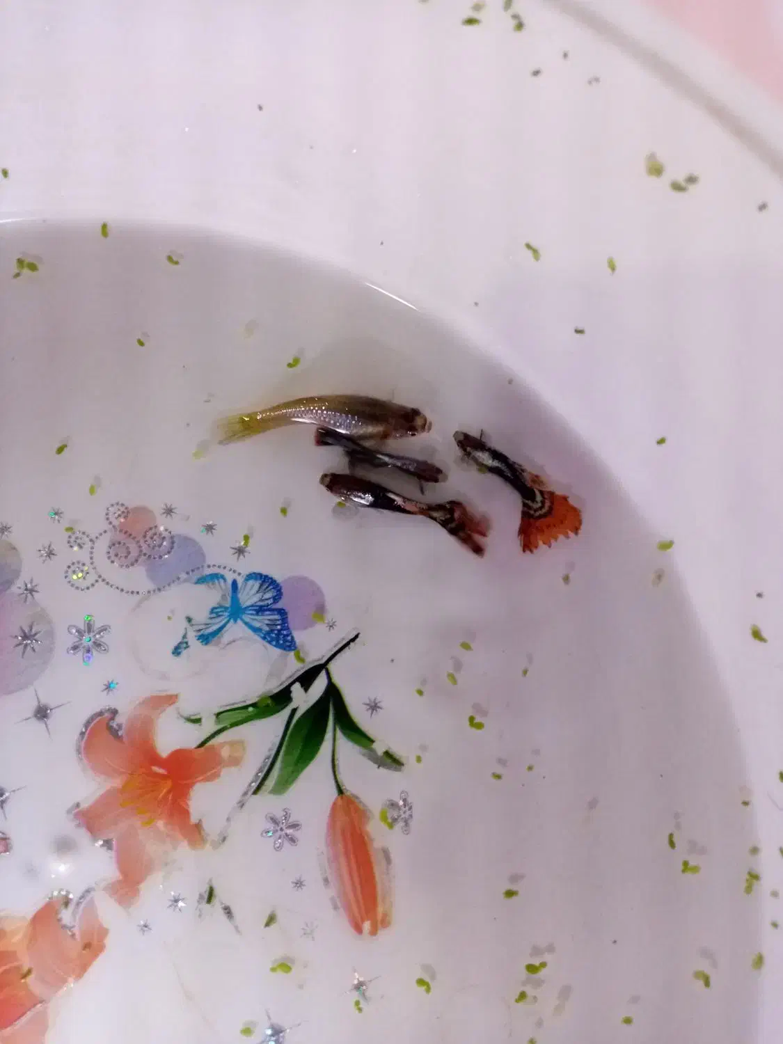 گوپی تاپ گرید|ماهی|تربت‌حیدریه, باغ سلطانی|دیوار