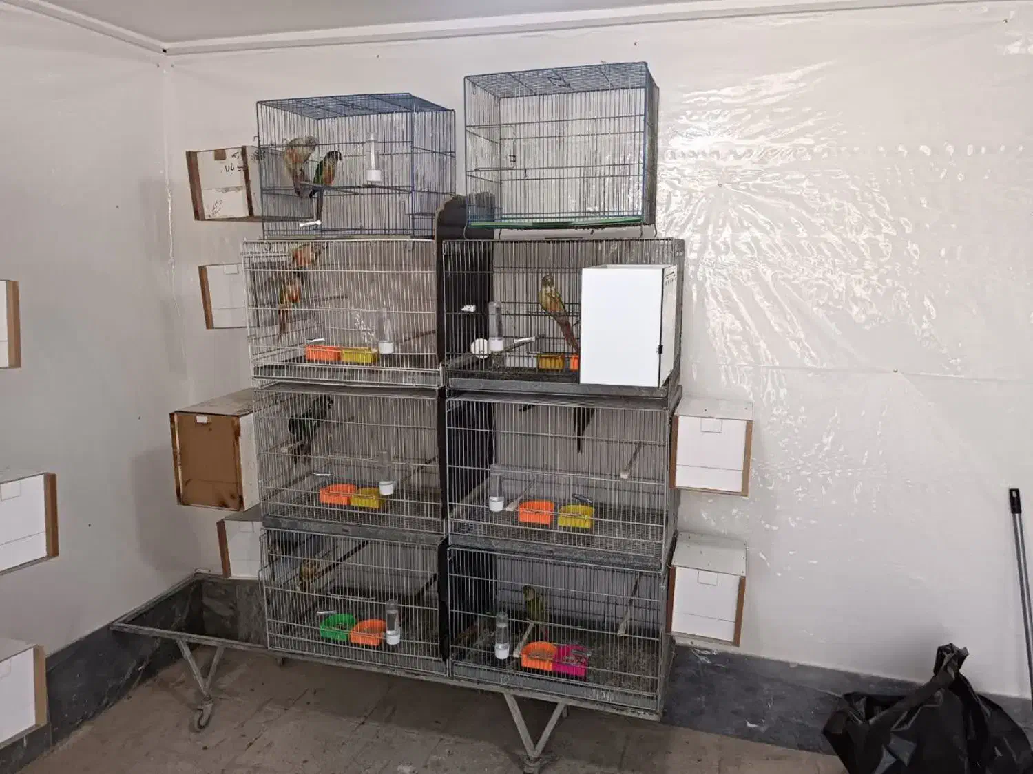 مولد گرینچیگ|پرنده|قم, نخودی|دیوار