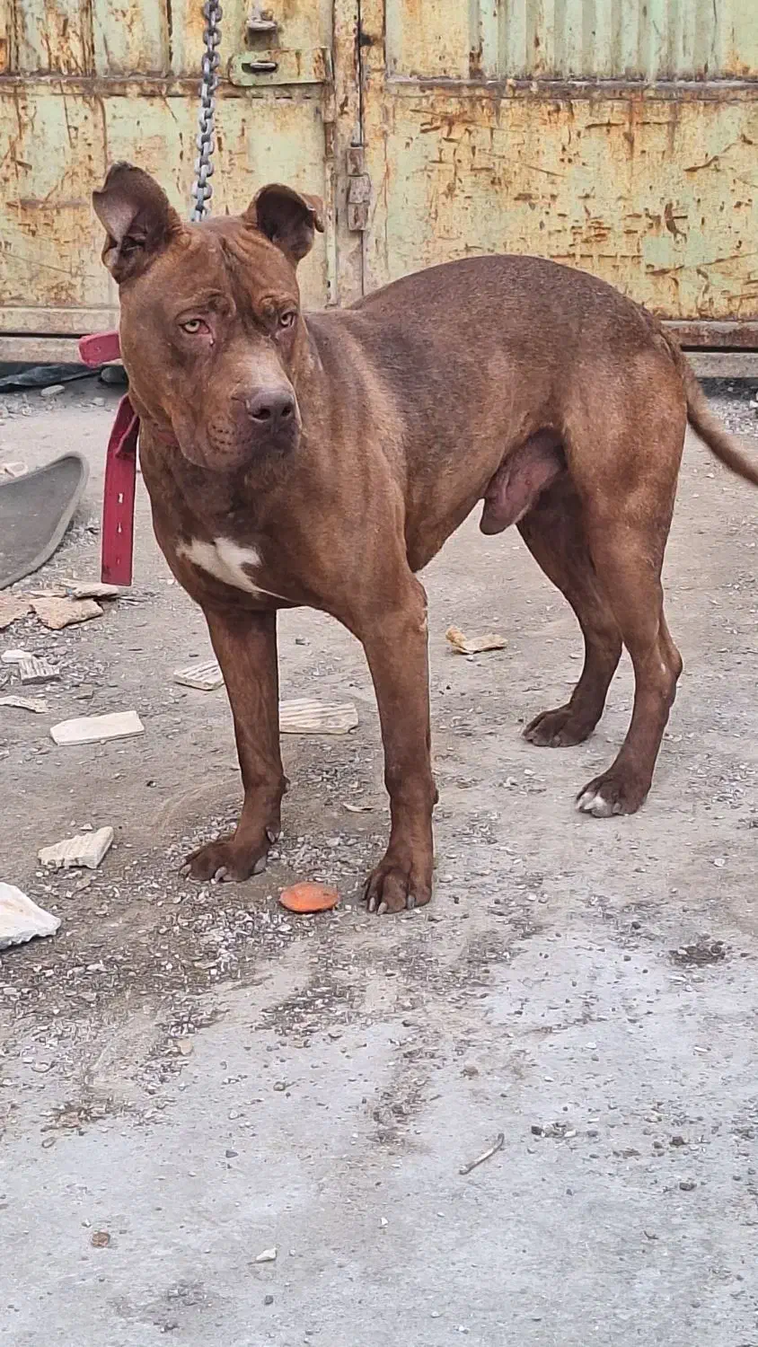 سک پیت بول|سگ|اصفهان, ارداجی|دیوار