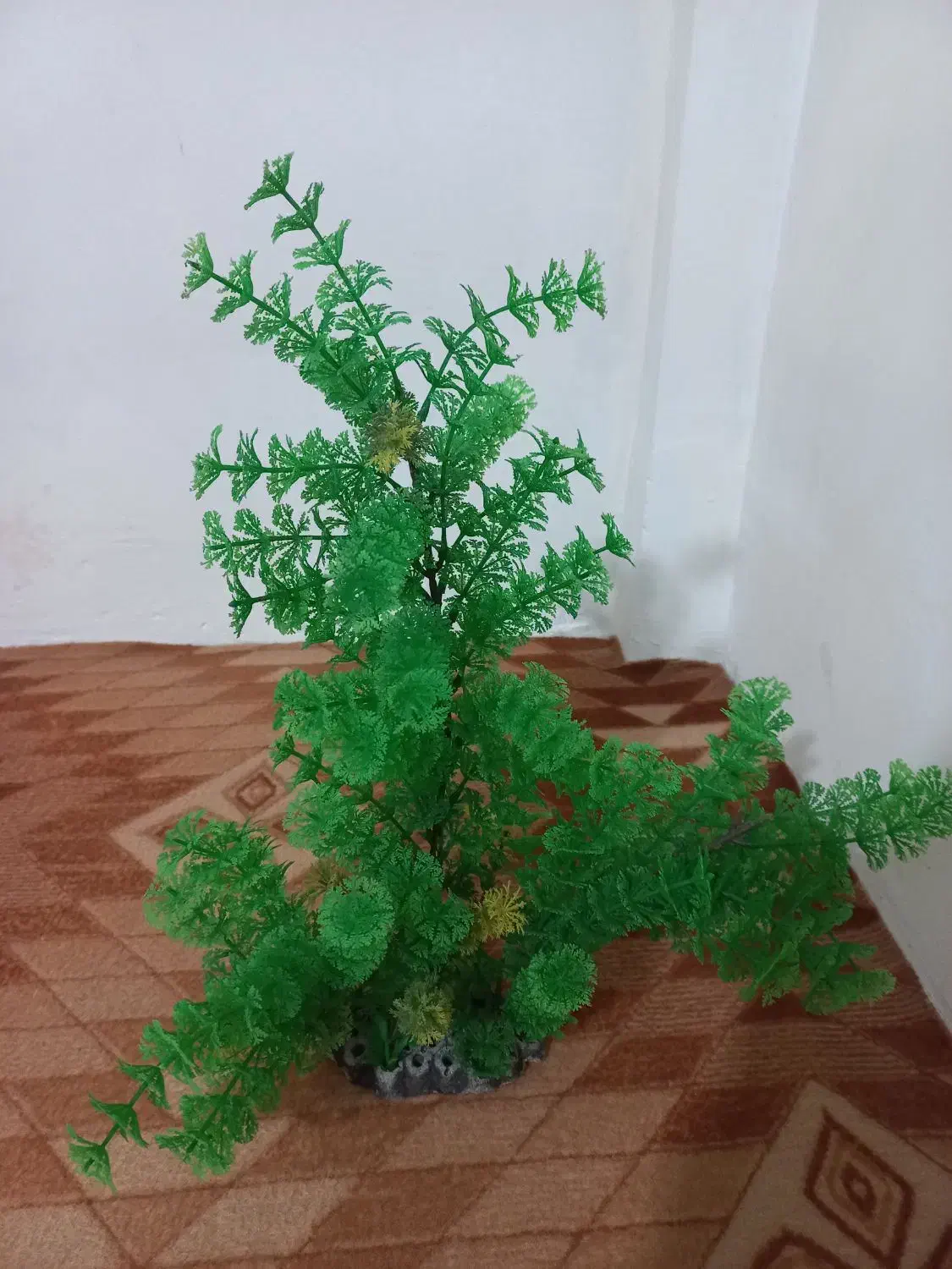 وسایل ماهی آکواریومی|ماهی|گرمدره, |دیوار