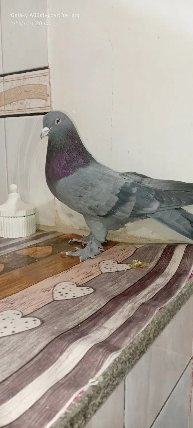 کبوتر نر اهنی فروشی|پرنده|کیار, |دیوار