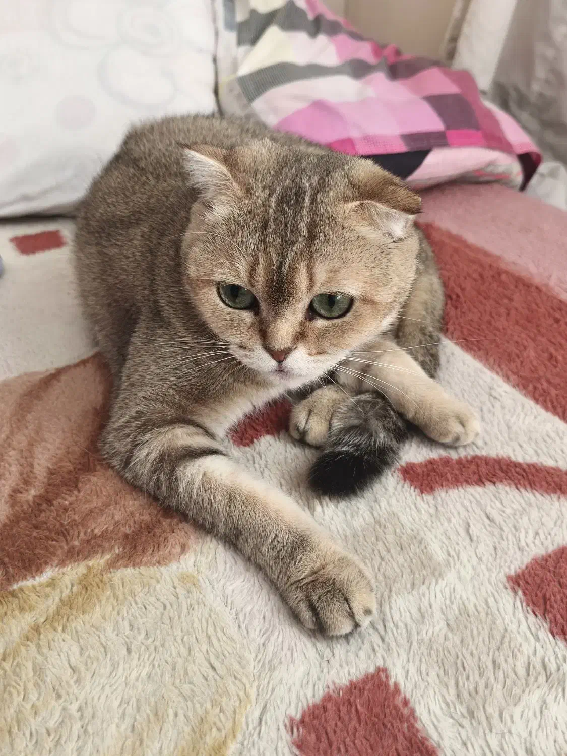 گربه بریتیش|گربه|کرج, عظیمیه|دیوار