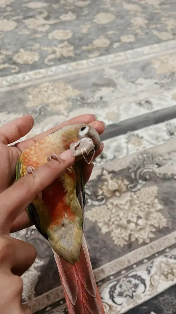 طوطی گیرینچیک|پرنده|فرمهین, |دیوار