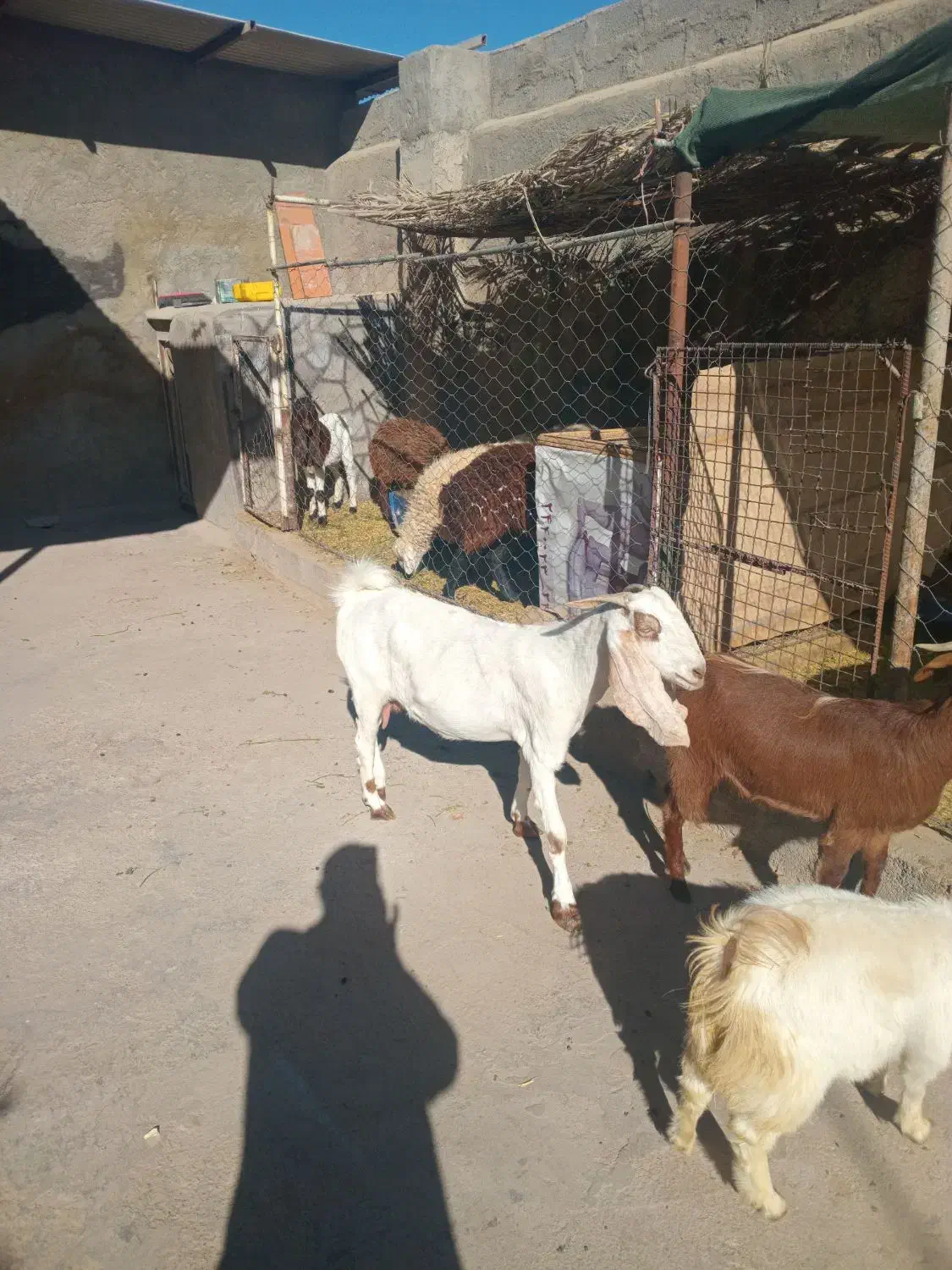 بز وگیسه آبستن نژاد دار|حیوانات مزرعه|کرمان, |دیوار