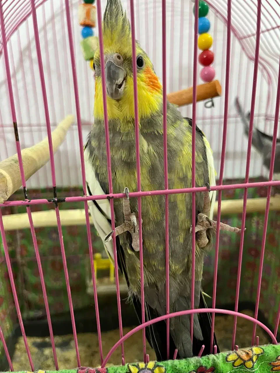 یک جفت عروس هلندی|پرنده|سبزوار, امیر کبیر|دیوار