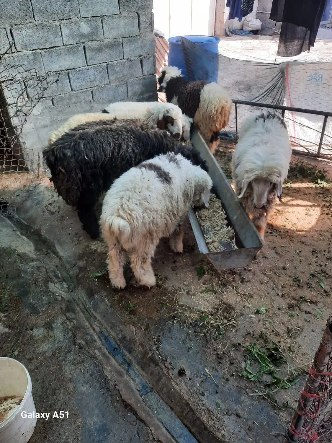۷عدد بره نر|حیوانات مزرعه|آغاجاری, |دیوار