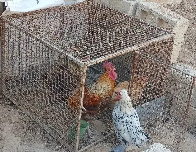 قفس  مرغی|لوازم جانبی حیوانات|دهدشت, |دیوار