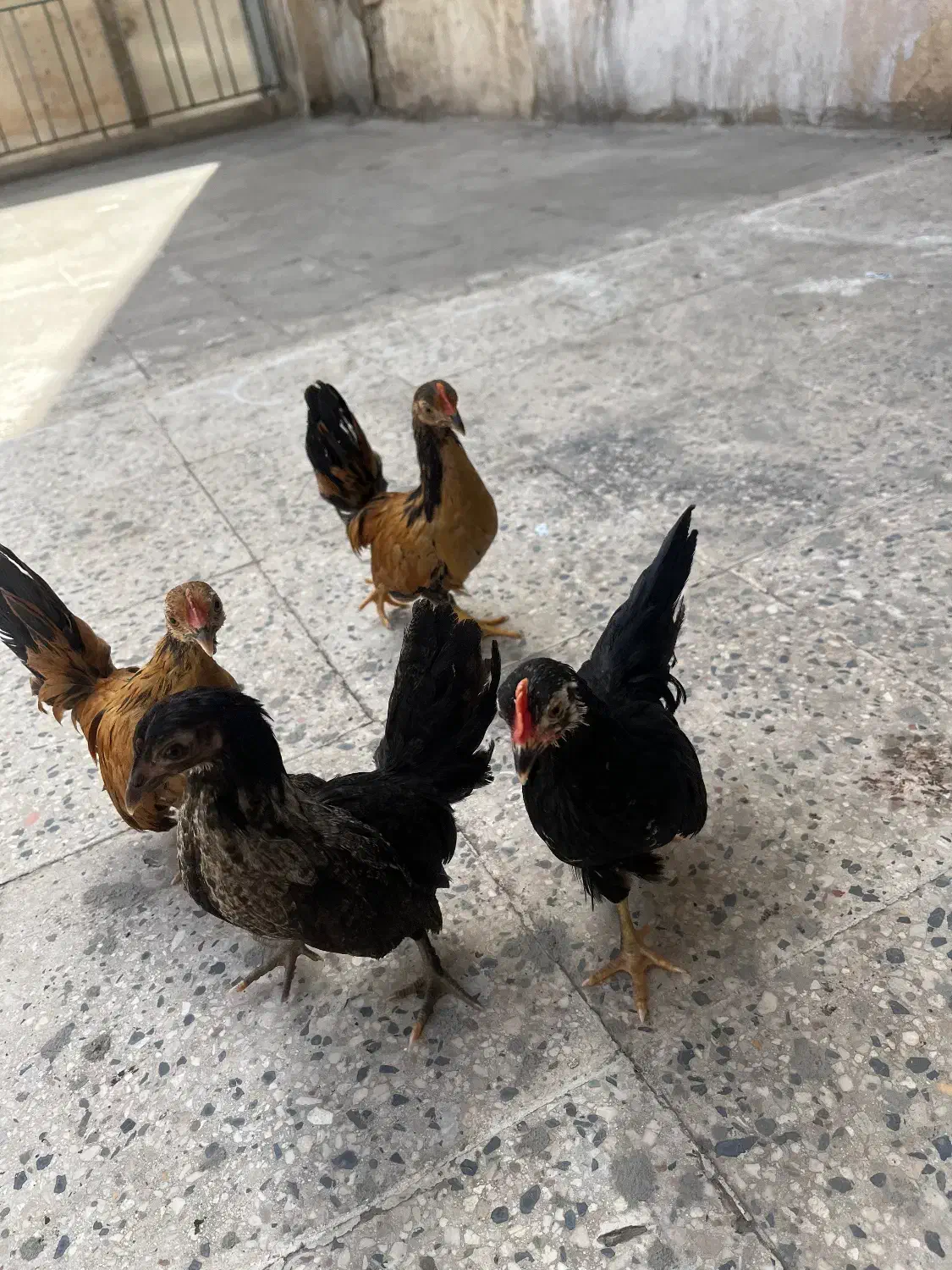 سه عدد مرغ خروس جاپنیز زینتی|حیوانات مزرعه|تهران, صد دستگاه|دیوار