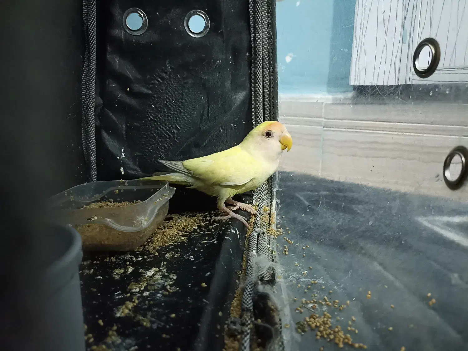 طوطی برزیلی|پرنده|اصفهان, خواجه عمید|دیوار