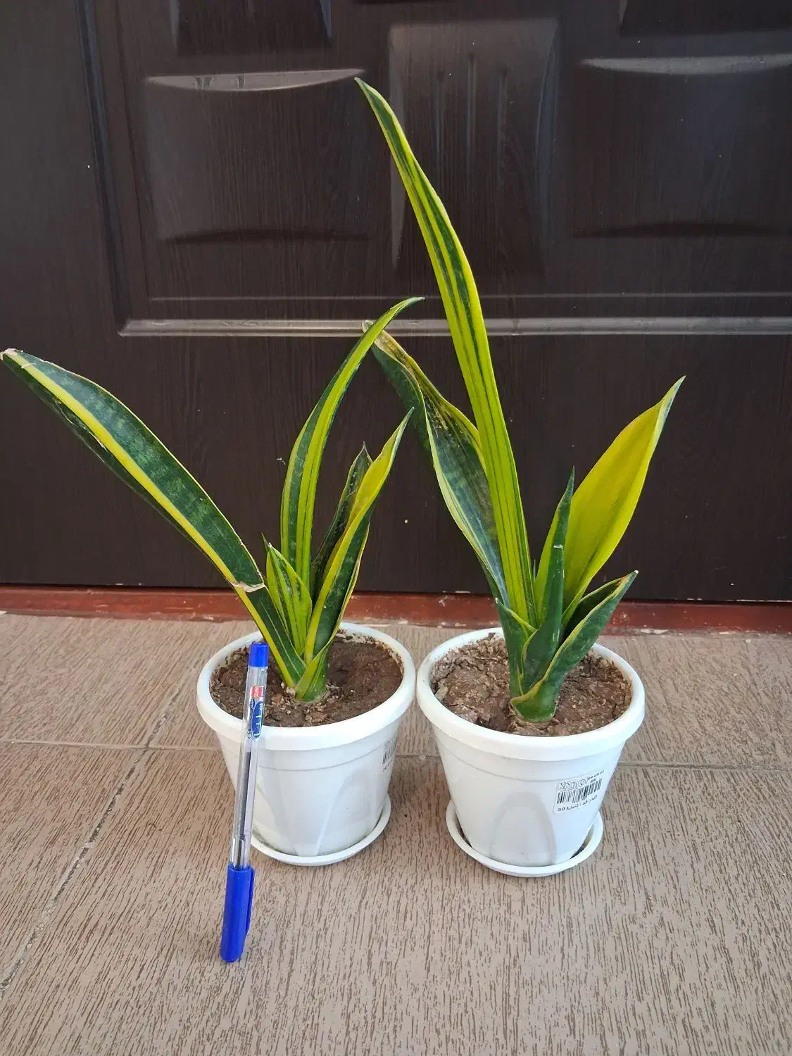 گل سانسوریا دیفن شفلرا قاشقی یوکا گلدان و غیره و|گل و گیاه طبیعی|اسلامآباد غرب, |دیوار