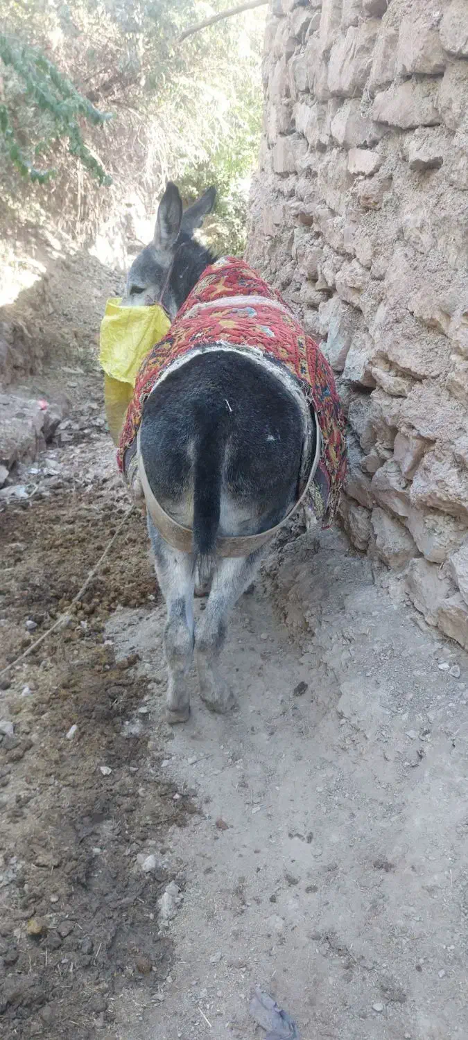 خر گله ای فروشی|حیوانات مزرعه|چناران, |دیوار