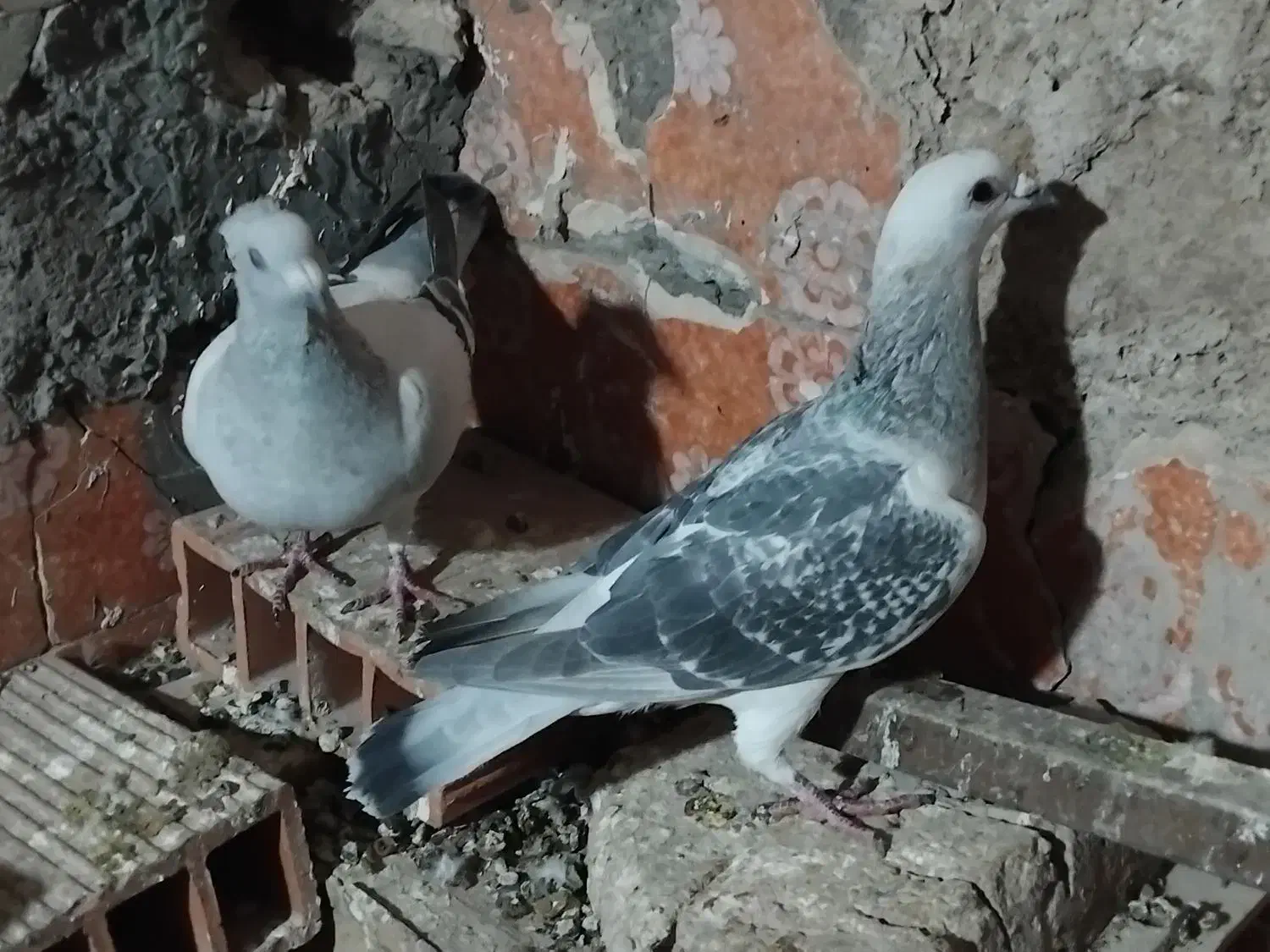 جفت بدرنگ|پرنده|کرمان, |دیوار