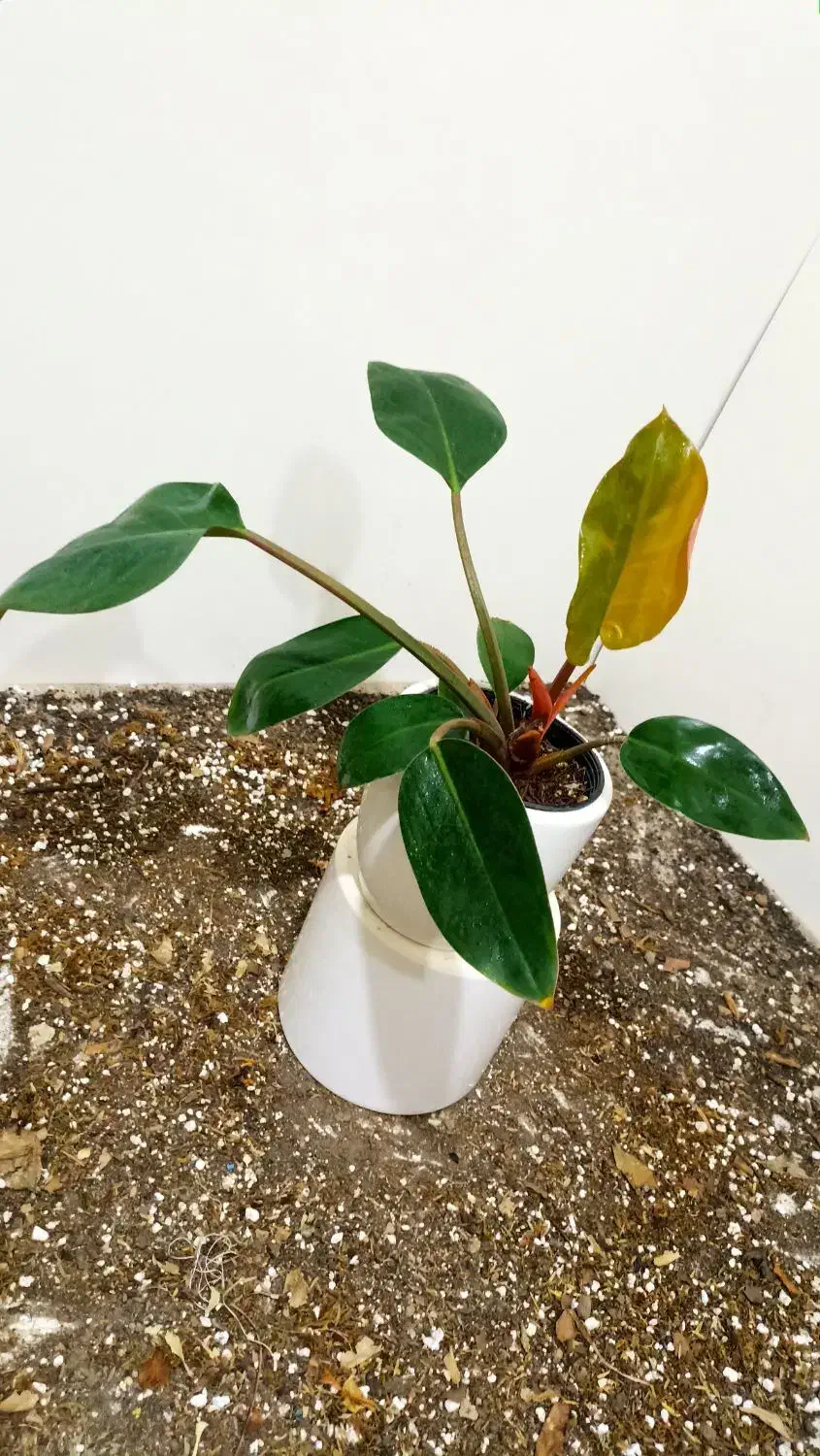 گل و گلدون /تاپر چوبی|گل و گیاه طبیعی|شاهین‌شهر, عطار|دیوار