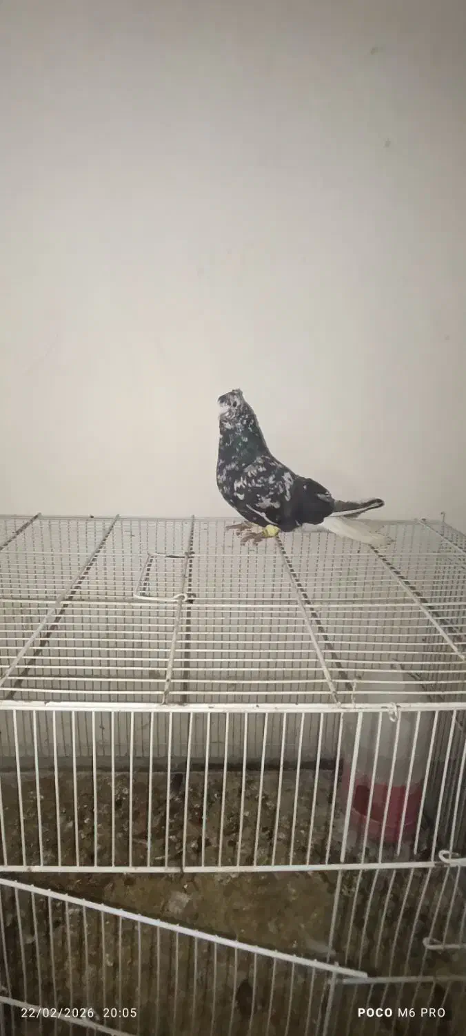 پرنده|پرنده|دهدشت, |دیوار