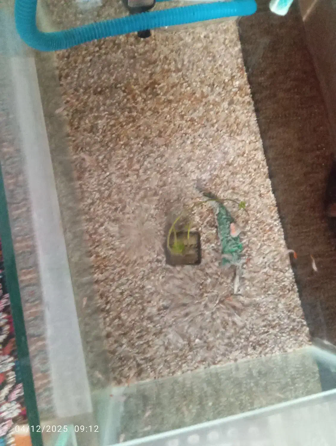 بچه گوپی ۳۵ عدد|ماهی|ارومیه, |دیوار