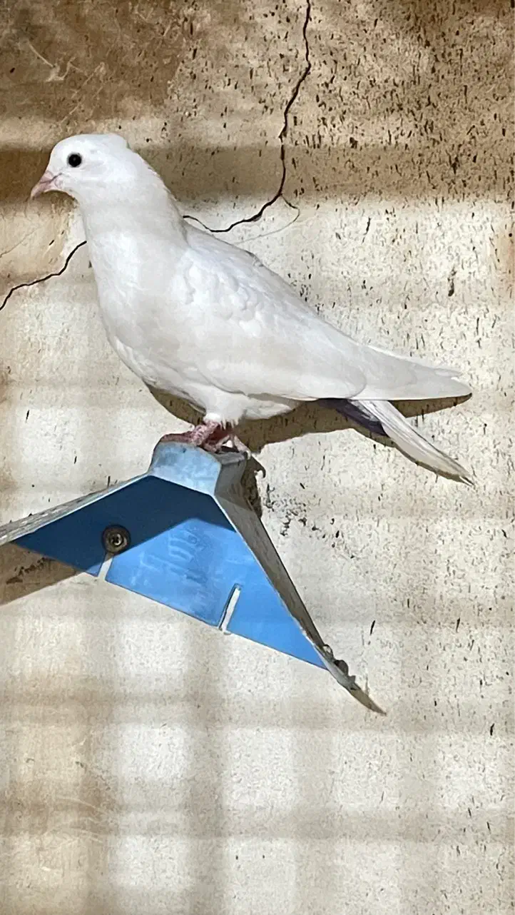 کبوتر سفید|پرنده|شادگان, |دیوار