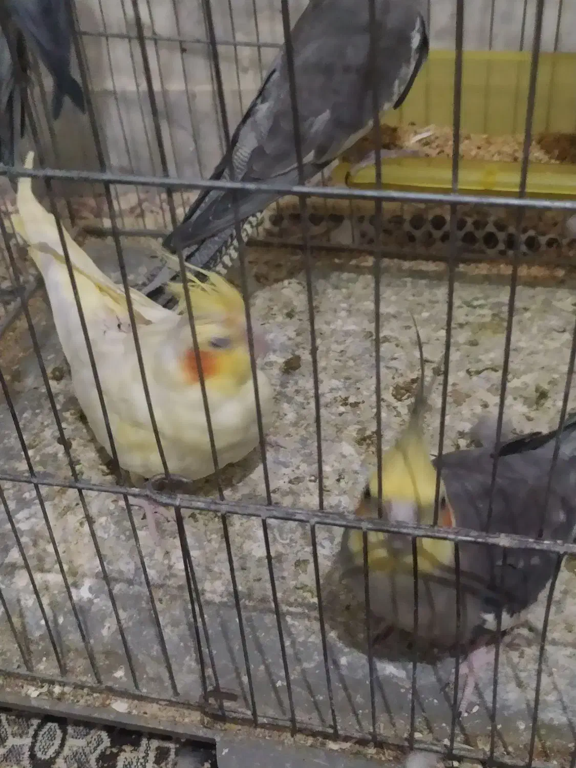 عروس هلندی|پرنده|قم, سید معصوم|دیوار