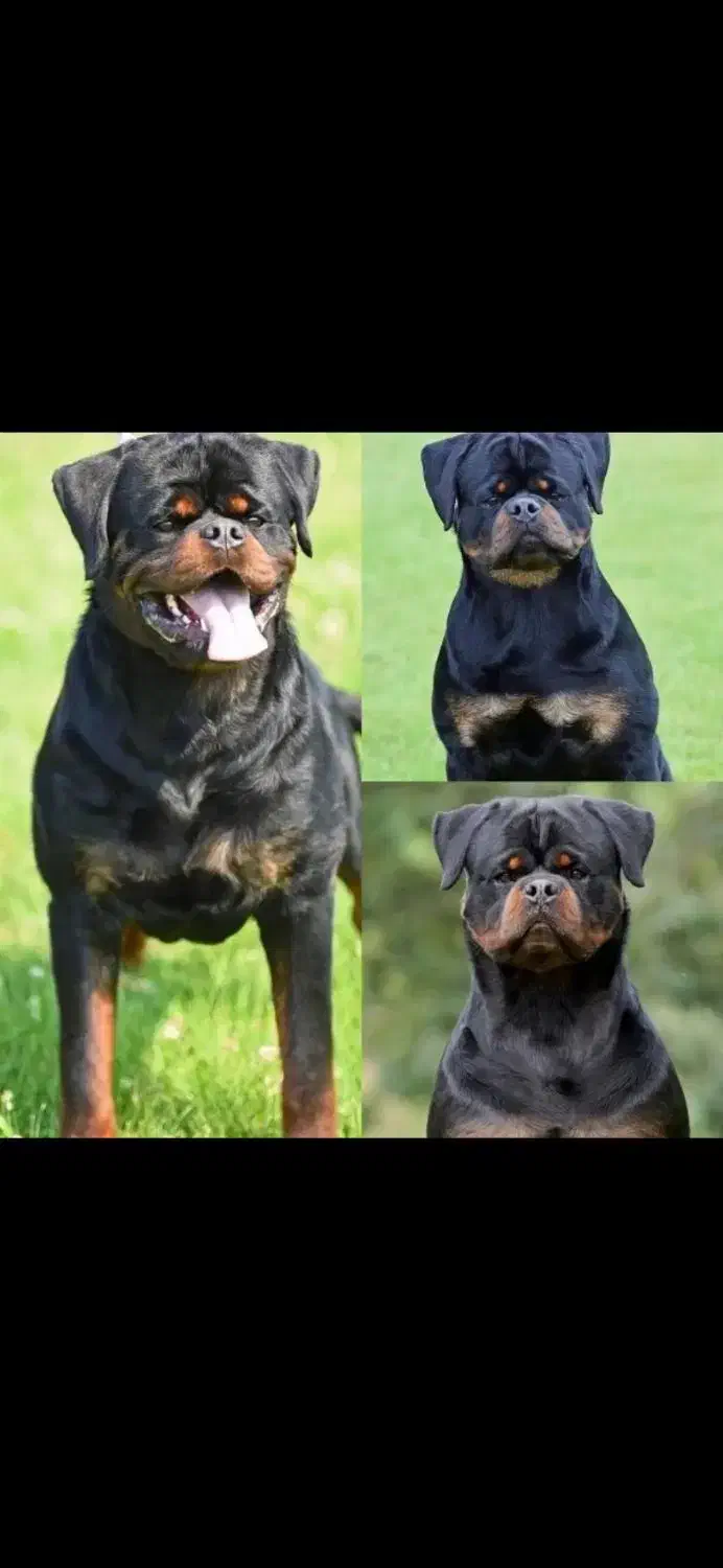 واگذاری سگ توله روتوایلر اصیل نگهبان|سگ|کرمان, |دیوار