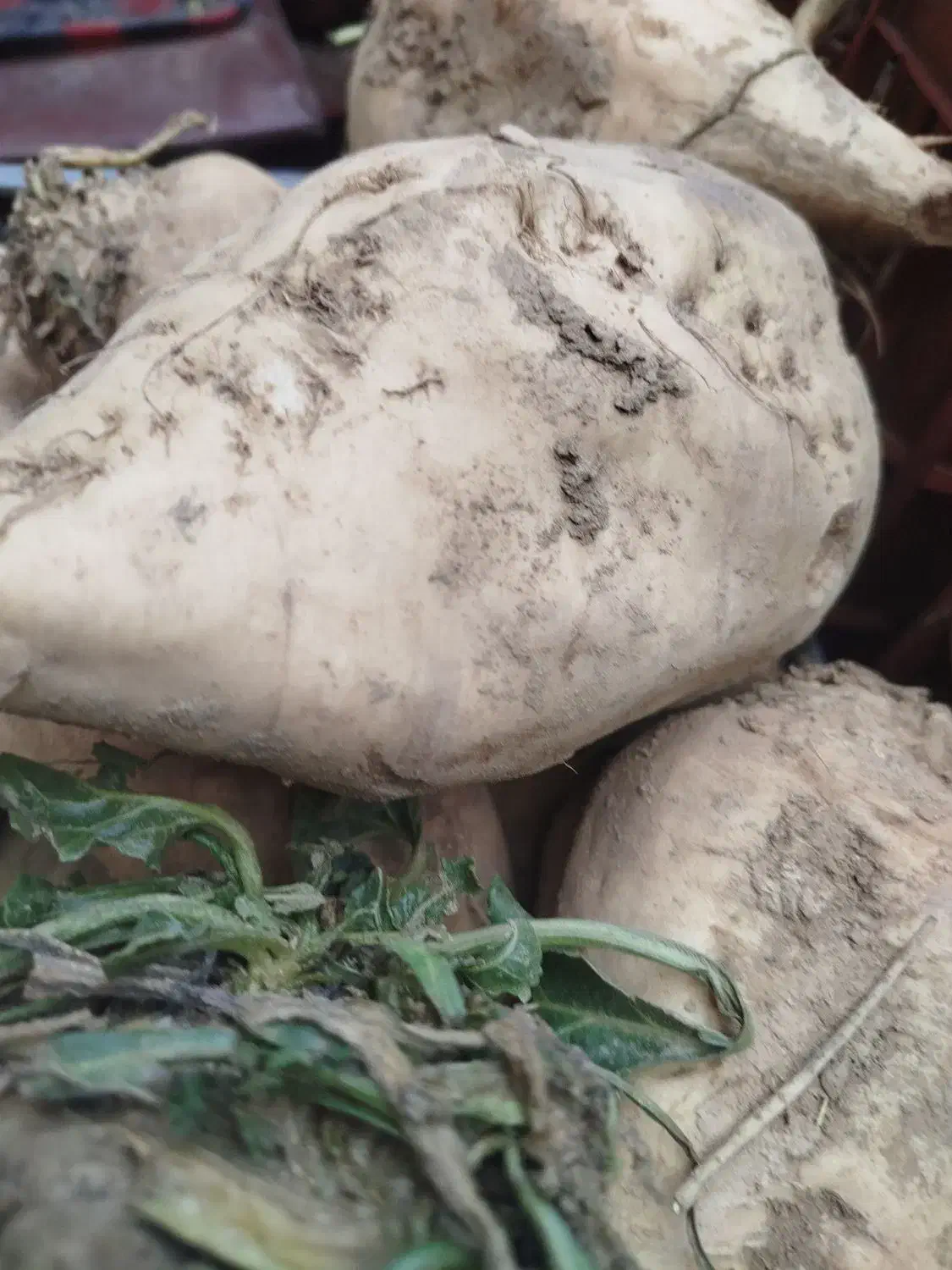 فروش چخندر|خوردنی و آشامیدنی|شاهین دژ, |دیوار